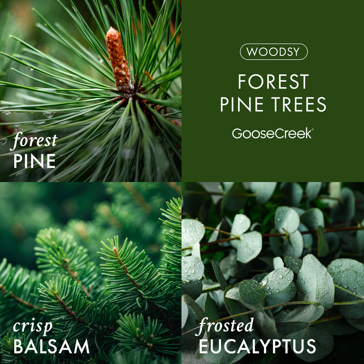 Forest Pine Trees 3-Wick Candle